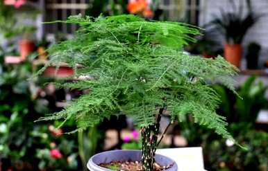 芦笋叶子发黄是怎么回事？芦笋叶子发黄是怎么补救的？