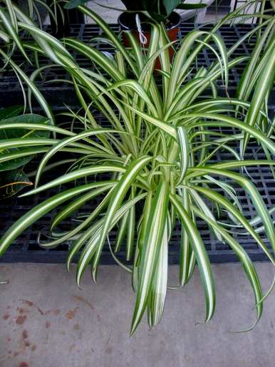 吊兰植物有哪些品种和图片，吊兰植物有哪些品种？
