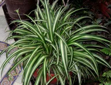 吊兰植物有哪些品种和图片，吊兰植物有哪些品种？