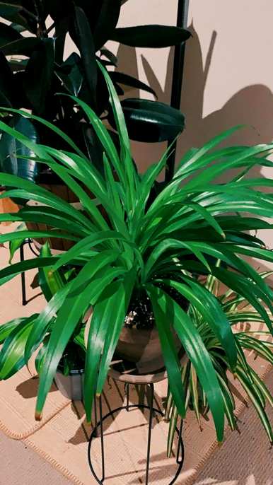 吊兰植物有哪些品种和图片，吊兰植物有哪些品种？