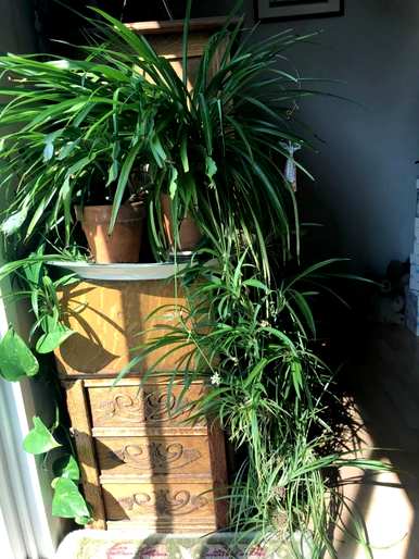 吊兰植物有哪些品种和图片，吊兰植物有哪些品种？