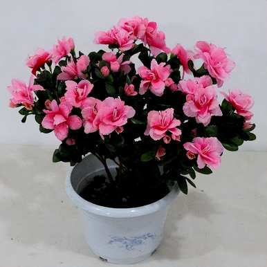 杜鹃花怎么修剪才能旺盛，杜鹃花怎么养才能更旺盛？