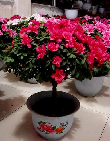 杜鹃花怎么修剪才能旺盛，杜鹃花怎么养才能更旺盛？