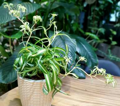 吊兰植物有哪些品种和图片，吊兰植物有哪些品种？