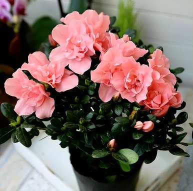 杜鹃花怎么修剪才能旺盛，杜鹃花怎么养才能更旺盛？