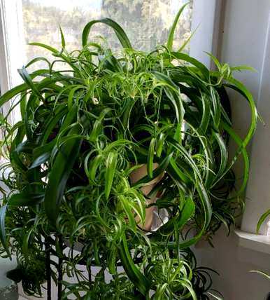 吊兰植物有哪些品种和图片，吊兰植物有哪些品种？