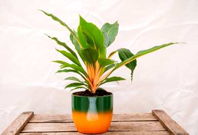 吊兰植物有哪些品种和图片，吊兰植物有哪些品种？