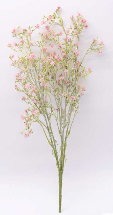 蒲公英的花语是什么？蒲公英花语文案短句