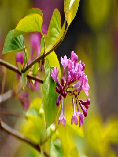 丁香花代表什么象征意义，丁香花代表什么