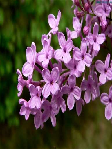 丁香花代表什么象征意义，丁香花代表什么
