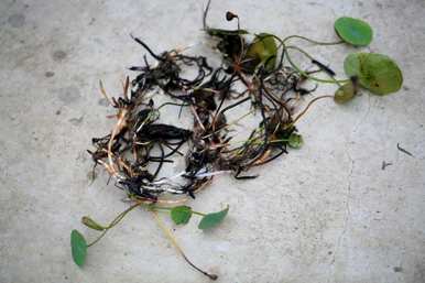 碗莲什么时候开花，碗莲只长茎不开叶