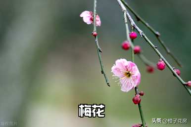 春天常见的花有哪些，农村春天最常见的花有哪些？
