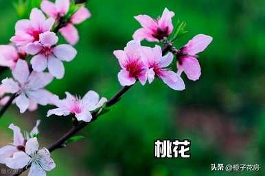春天常见的花有哪些，农村春天最常见的花有哪些？
