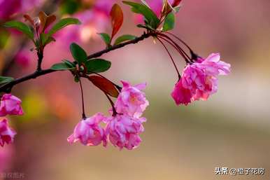 春天常见的花有哪些，农村春天最常见的花有哪些？