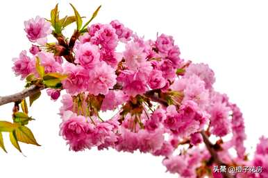 春天常见的花有哪些，农村春天最常见的花有哪些？