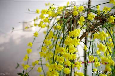 春天常见的花有哪些，农村春天最常见的花有哪些？
