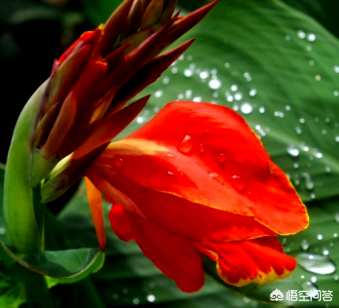 如何养殖芭蕉树盆栽，如何养殖芭蕉树盆栽