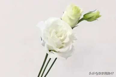 什么是桔梗花语，什么是桔梗花语？