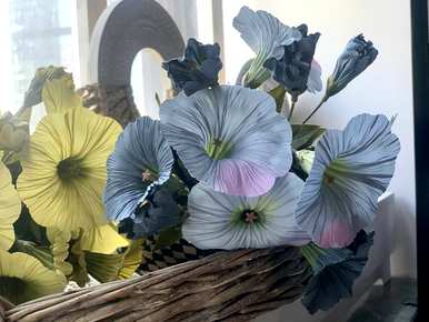牵牛花的花语是什么，牵牛花的花语和功能？