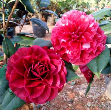 四季杜鹃茶花容易养吗？哪种四季茶花容易养？