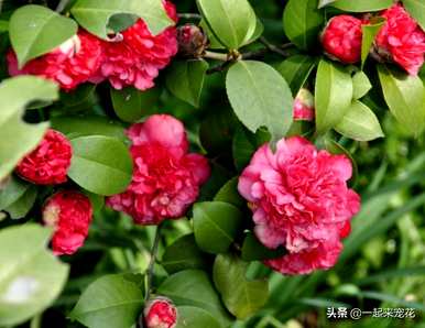 四季杜鹃茶花容易养吗？哪种四季茶花容易养？