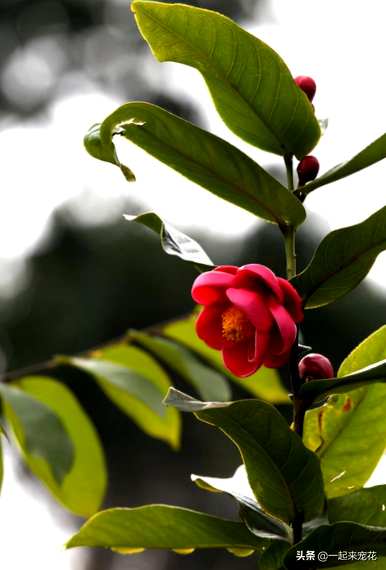 四季杜鹃茶花容易养吗？哪种四季茶花容易养？