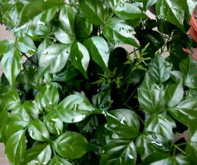 幸福树怎么养叶子才茂盛？幸福树的叶子有虫子怎么办？