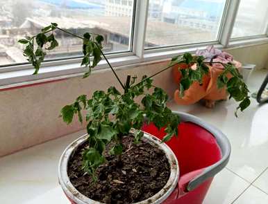 幸福树怎么养叶子才茂盛？幸福树的叶子有虫子怎么办？
