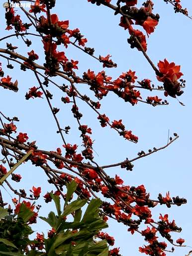 红木棉花图片的意思是什么？木棉花的意思是什么？