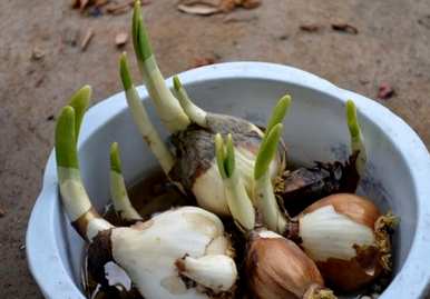 如何盆栽水仙花，盆栽水仙花雕刻