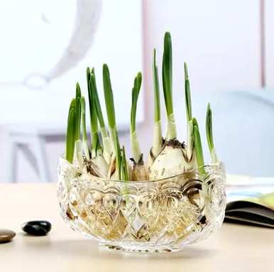 如何盆栽水仙花，盆栽水仙花雕刻