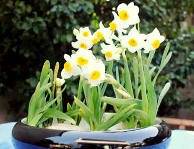 如何盆栽水仙花，盆栽水仙花雕刻