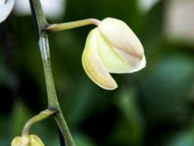 蝴蝶兰花凋谢了吗？蝴蝶兰花凋谢了怎么回事？