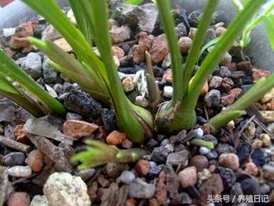 将军用什么土种植兰花，用什么土种植兰花？