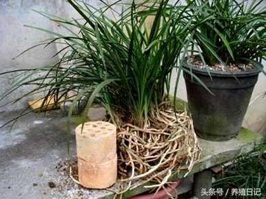 将军用什么土种植兰花，用什么土种植兰花？