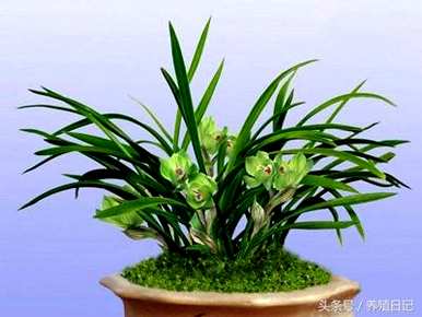将军用什么土种植兰花，用什么土种植兰花？