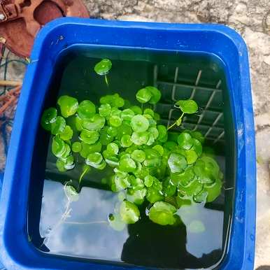 铜钱草水养还是土养好，铜钱草水养还是土养好