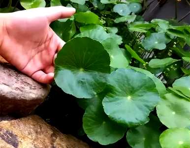 铜钱草水养还是土养好，铜钱草水养还是土养好