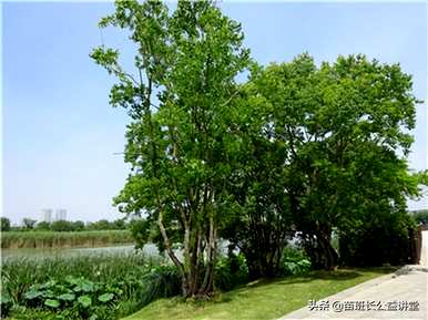 如何饲养乌羲树盆景？乌羲树直杆文人盆景