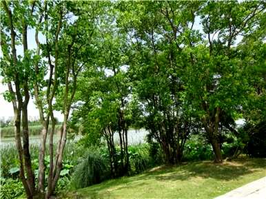 如何饲养乌羲树盆景？乌羲树直杆文人盆景