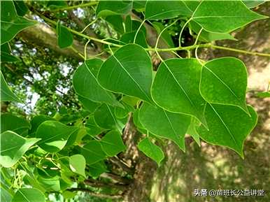 如何饲养乌羲树盆景？乌羲树直杆文人盆景