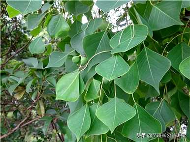 如何饲养乌羲树盆景？乌羲树直杆文人盆景