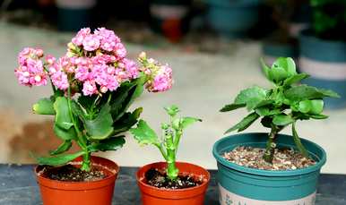 如何培育长寿花植物？长寿花栽培方法扦插
