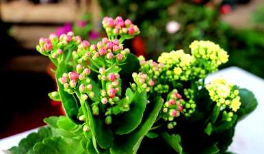 如何培育长寿花植物？长寿花栽培方法扦插