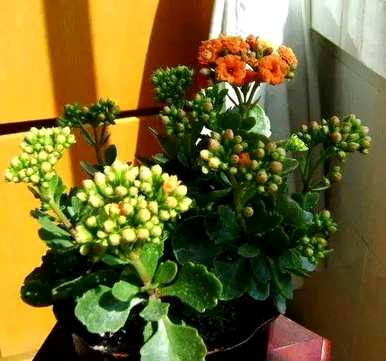 如何培育长寿花植物？长寿花栽培方法扦插