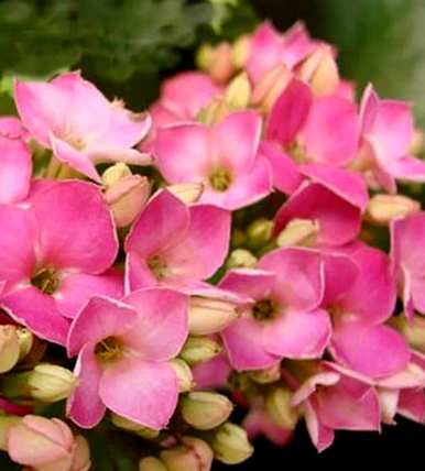 如何培育长寿花植物？长寿花栽培方法扦插