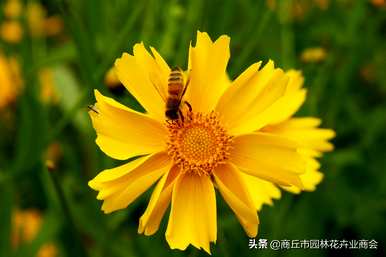 大花金鸡菊什么时候开花？