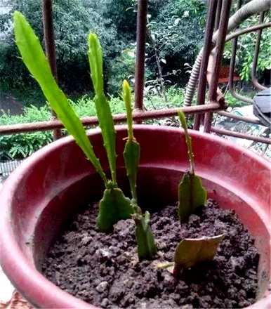 令箭荷花如何养才开花，令箭荷花如何养才开花？