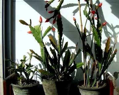 令箭荷花如何养才开花，令箭荷花如何养才开花？