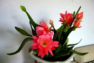 令箭荷花如何养才开花，令箭荷花如何养才开花？
